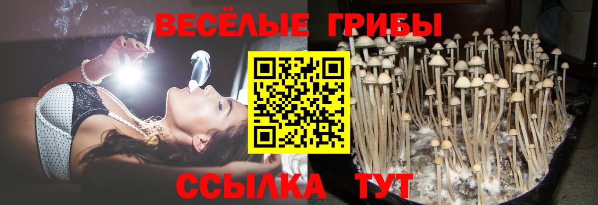 Псилоцибиновые грибы Psilocybine cubensis  наркошоп  Псилоцибиновые грибы Psilocybine cubensis  Муром  Вход с VPN 